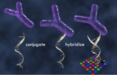 A2����ELISA�z�yԇ����